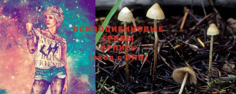 сколько стоит  Камызяк  Галлюциногенные грибы Magic Shrooms 